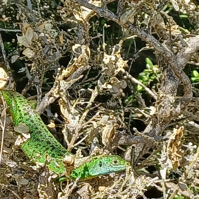 Western Green Lizard