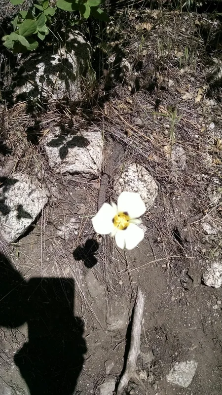 Leichtlin's Mariposa Lily