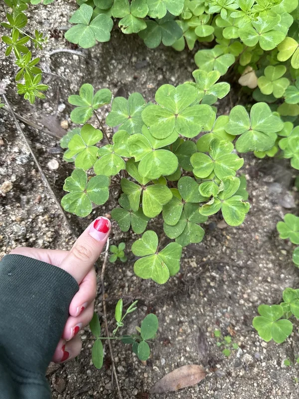 Redwood Sorrel