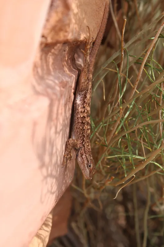 Plateau Fence Lizard