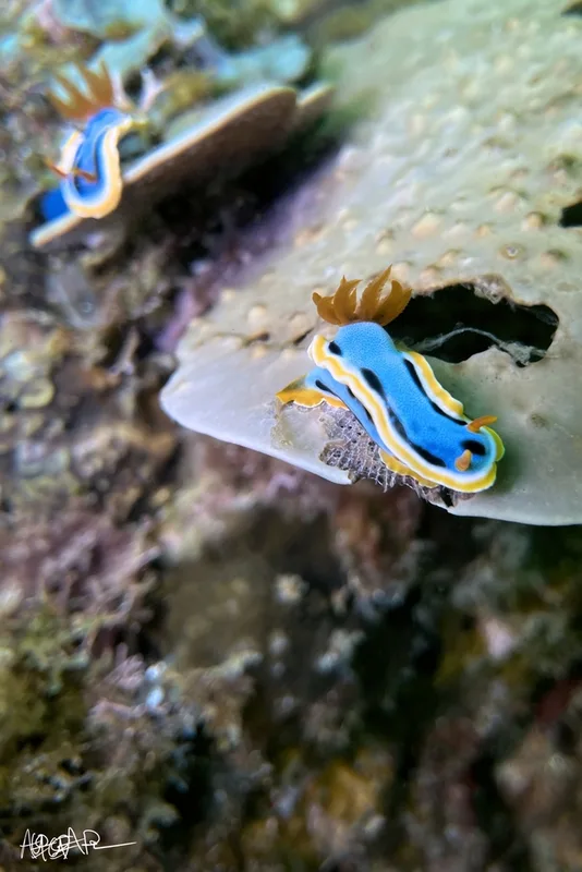 Anna's Chromodoris
