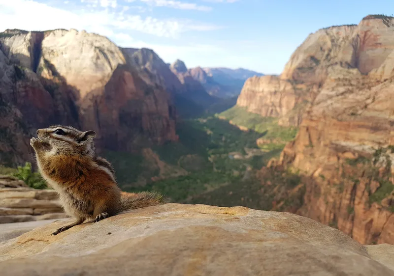 Uinta Chipmunk