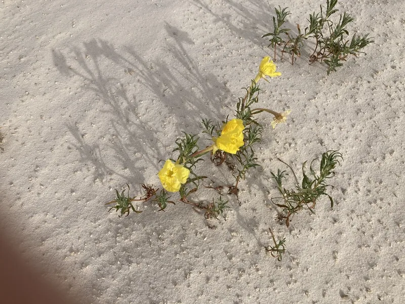 Hartweg's Sundrops