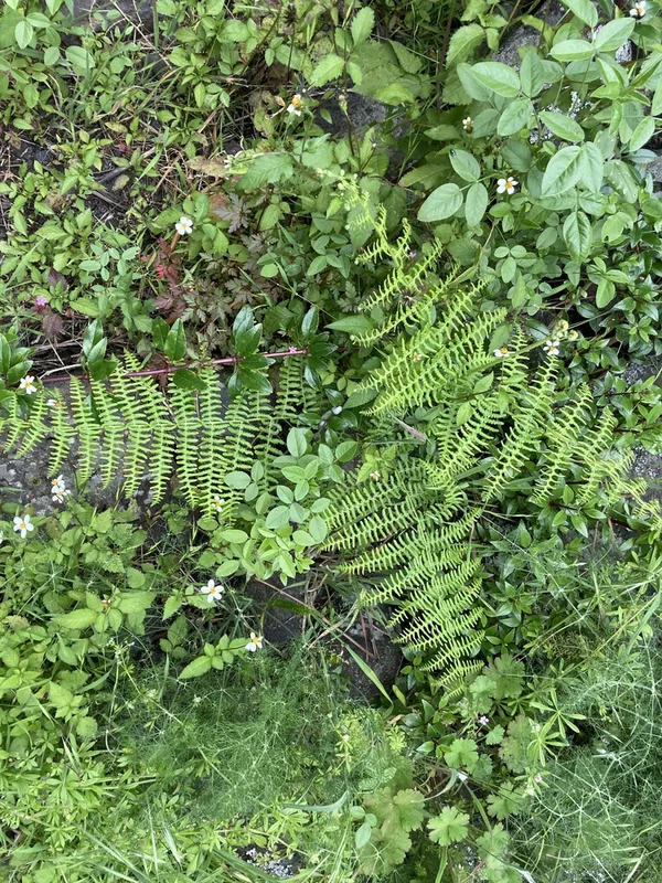 common bracken
