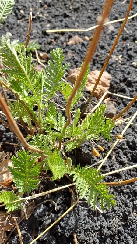 Etna Tansy