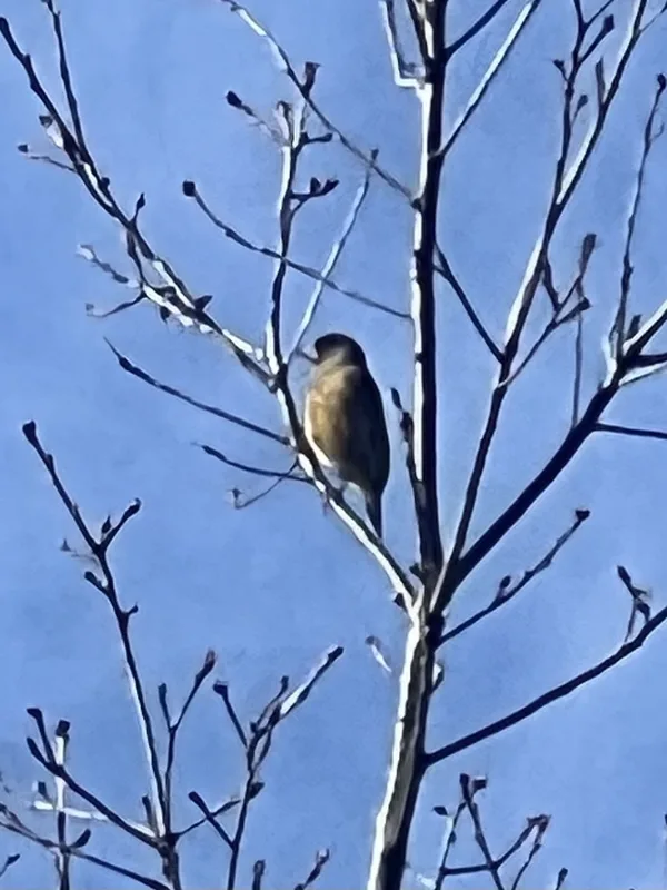 Oriental Greenfinch