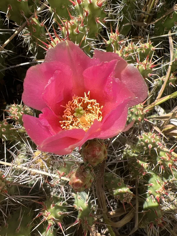 Brittle Pricklypear
