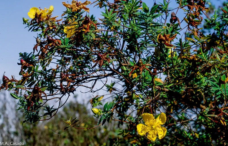 Common curry bush