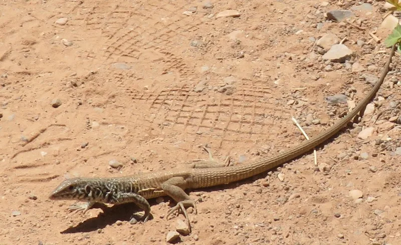 Western Whiptail