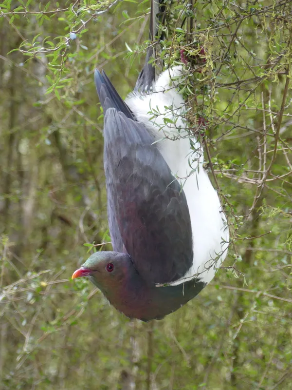 New Zealand Pigeon