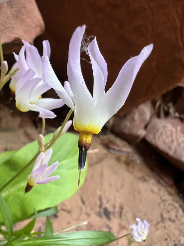 dark-throated shooting star