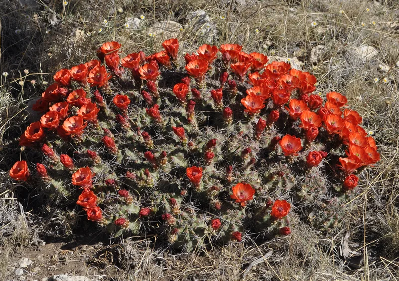 scarlet hedgehog cactus