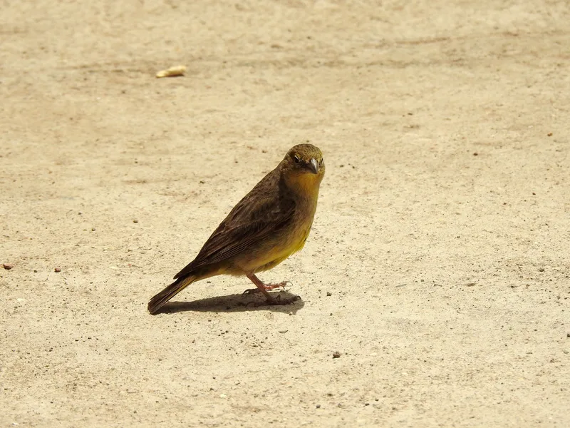 Greenish Yellow-Finch