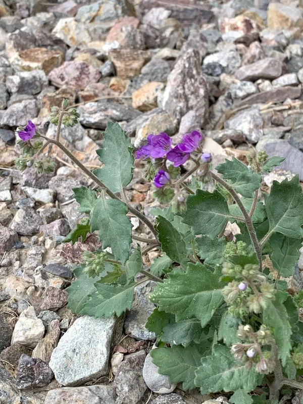Caltha-leaf Phacelia
