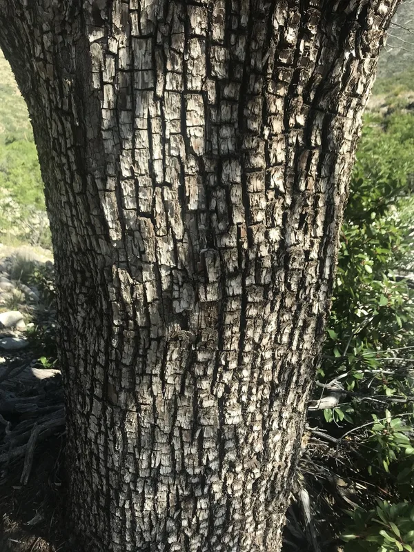 alligator juniper