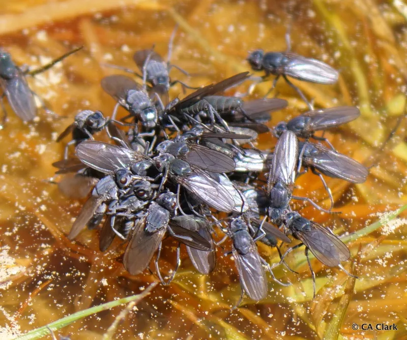 Alkali Fly