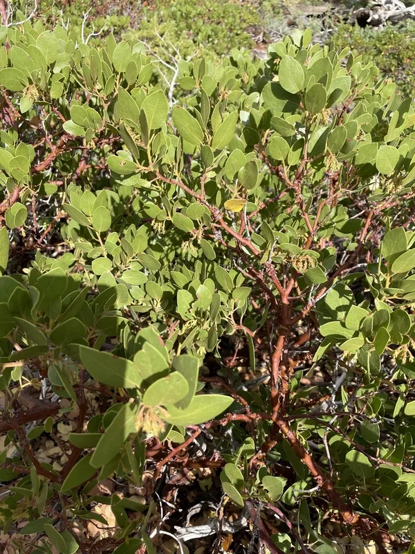 greenleaf manzanita