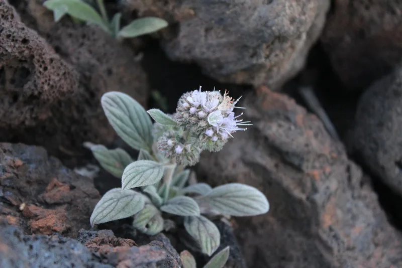 Silverleaf phacelia