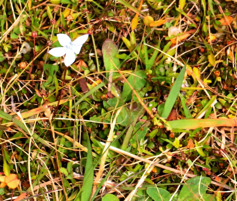 New Zealand Harebell
