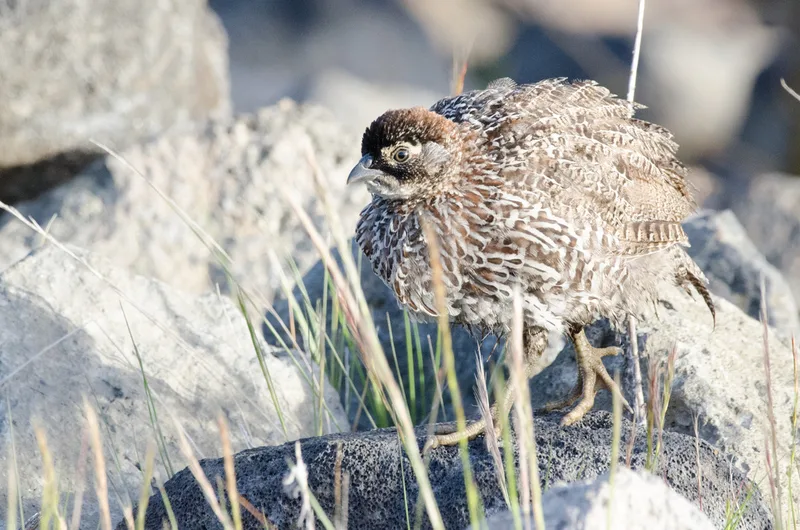 Erckel's Spurfowl