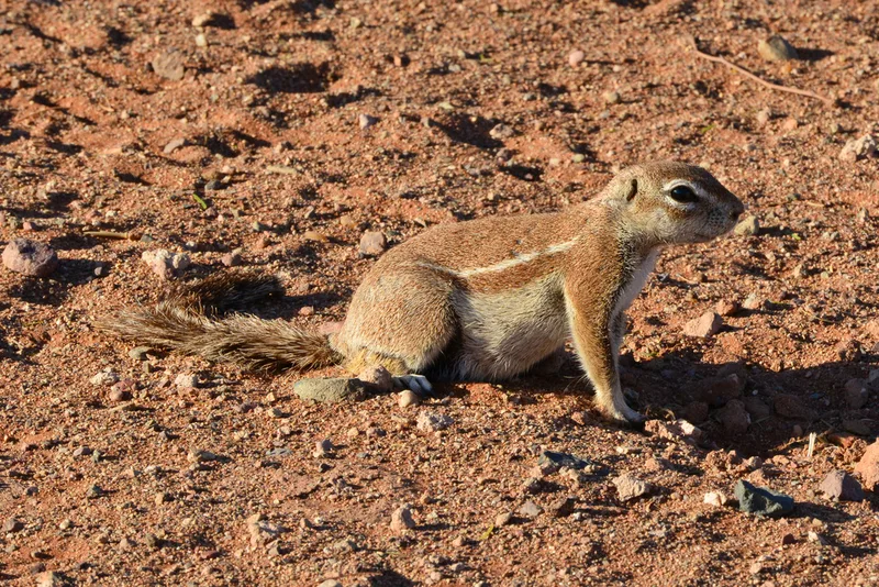 South African Ground Squirrel