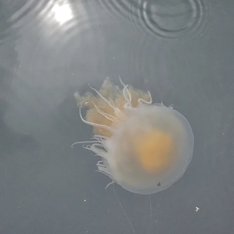 Egg-yolk Jelly