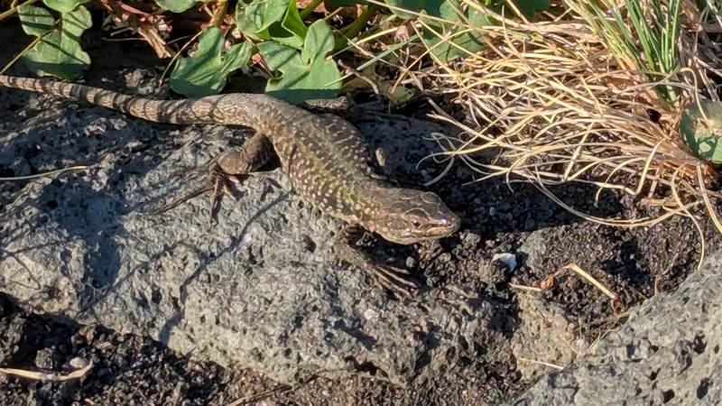 Italian Wall Lizard