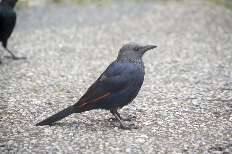Red-winged Starling