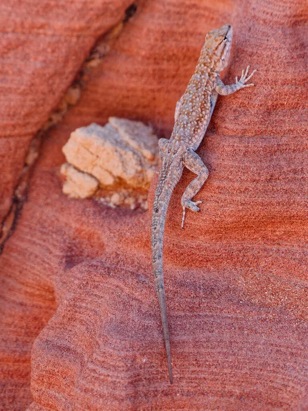 Common Side-blotched Lizard