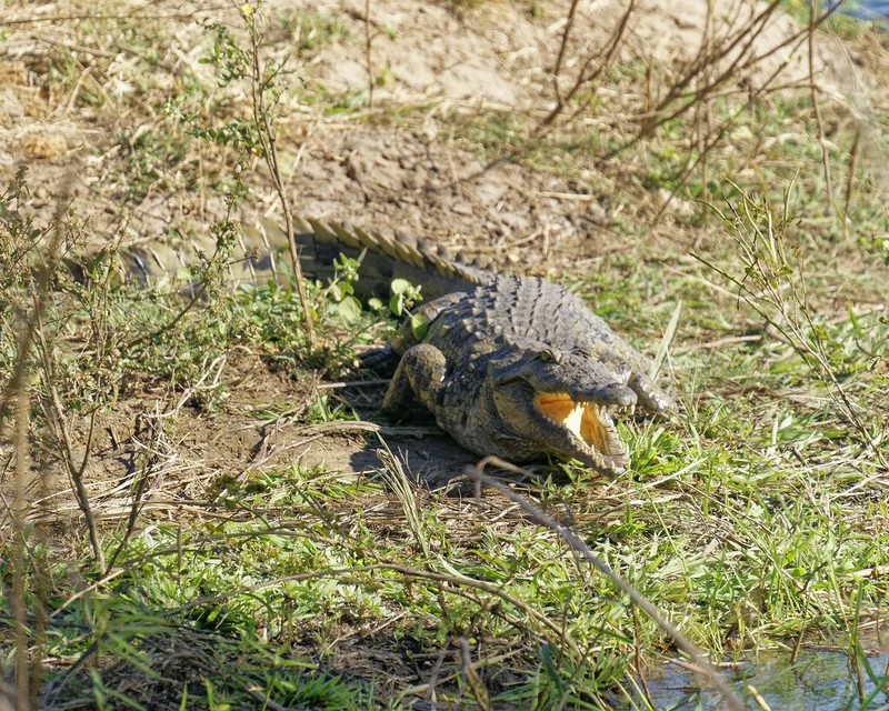 Nile Crocodile