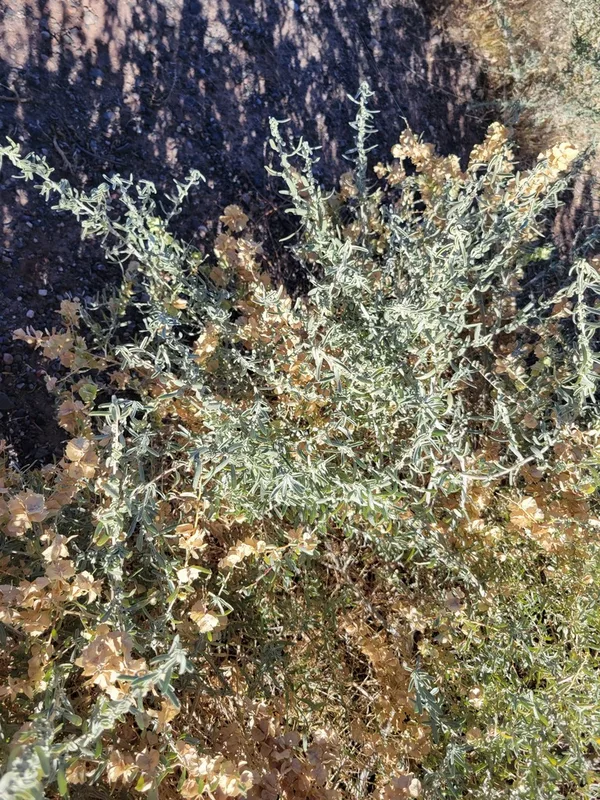 Fourwing Saltbush