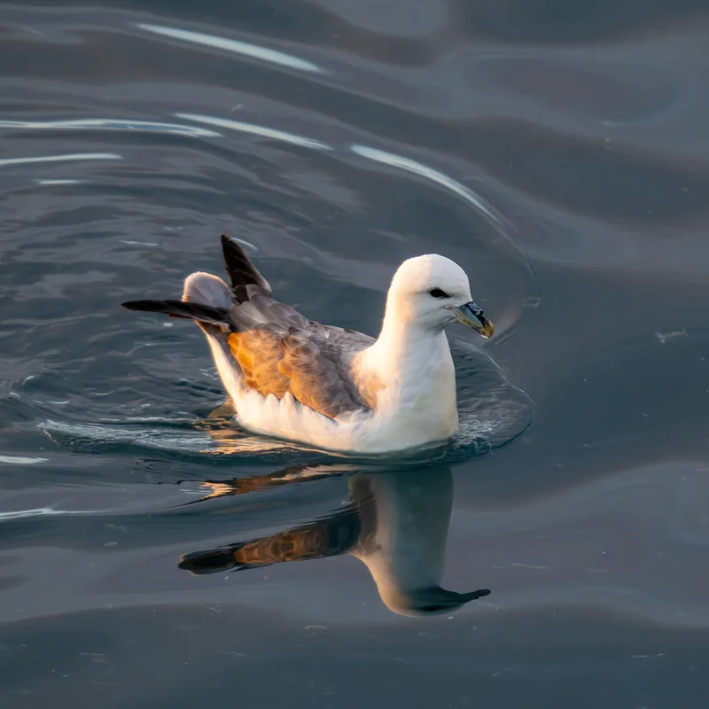 Northern Fulmar