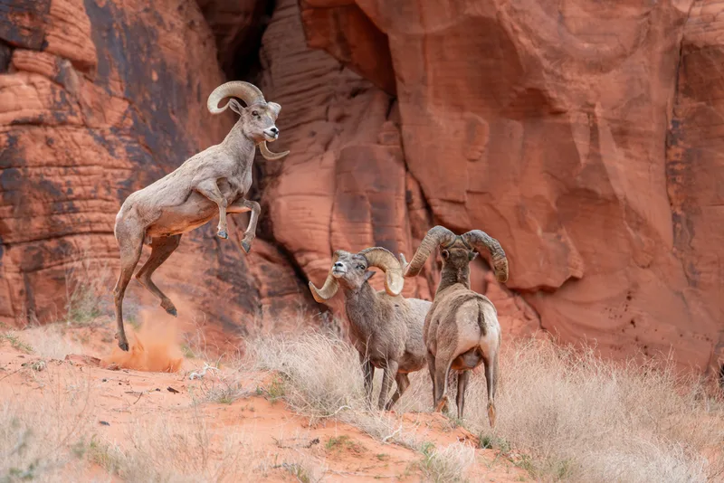 Bighorn Sheep