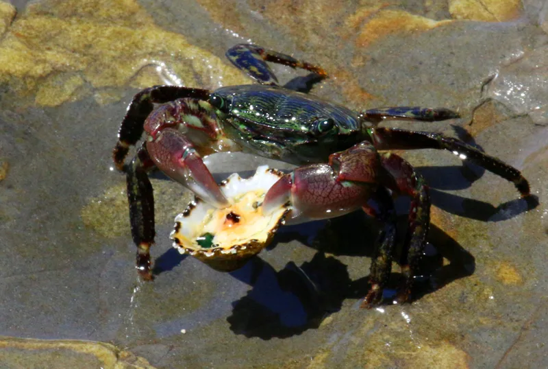 Striped Shore Crab