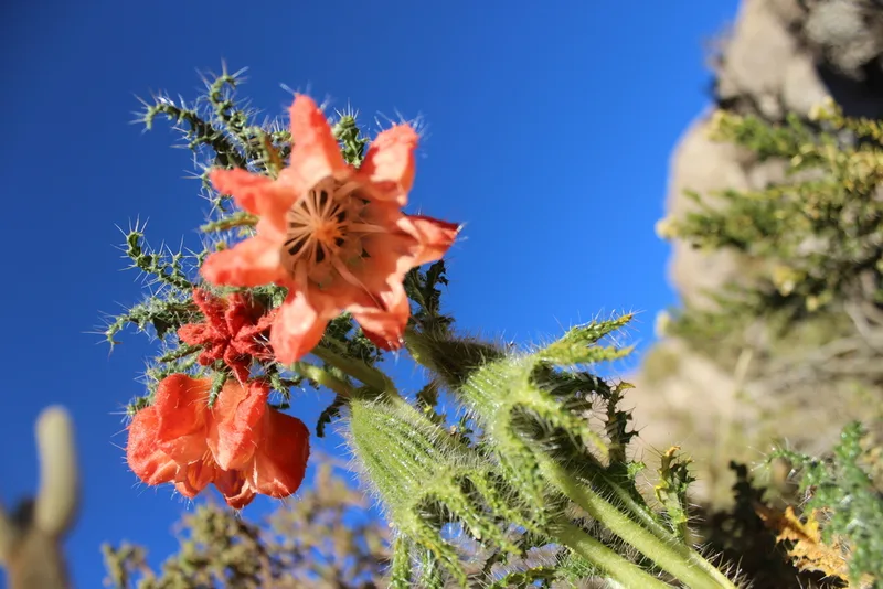 Caiophora chuquitensis