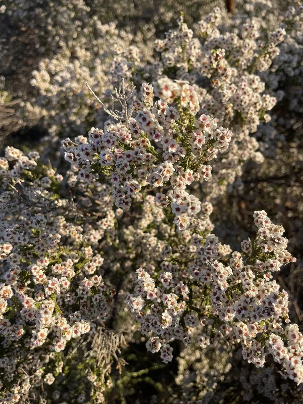 Desert heath myrtle