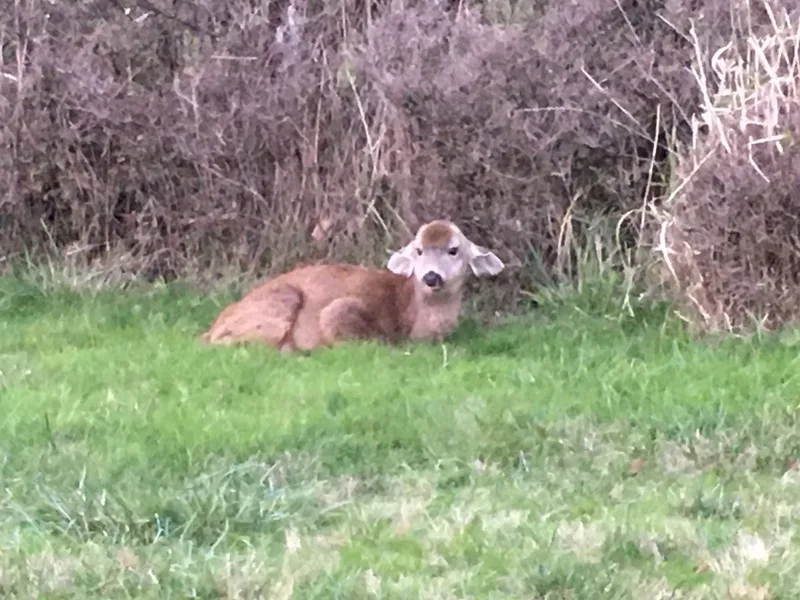 Mule Deer