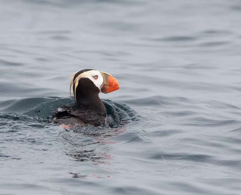 Tufted Puffin