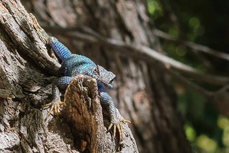 Western Fence Lizard