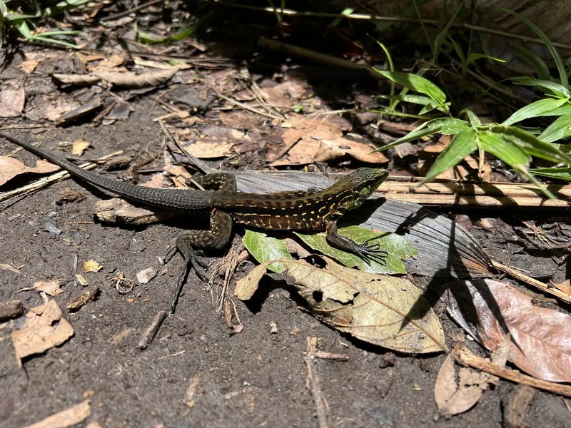 Middle American Ameiva