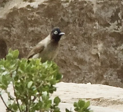 White-spectacled Bulbul