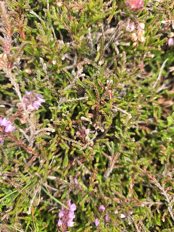 common heather
