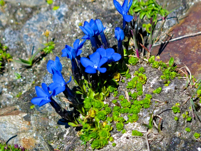 Bavarian gentian