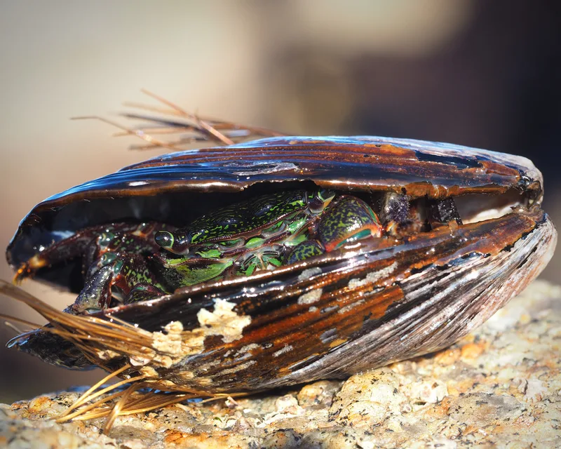 Striped Shore Crab