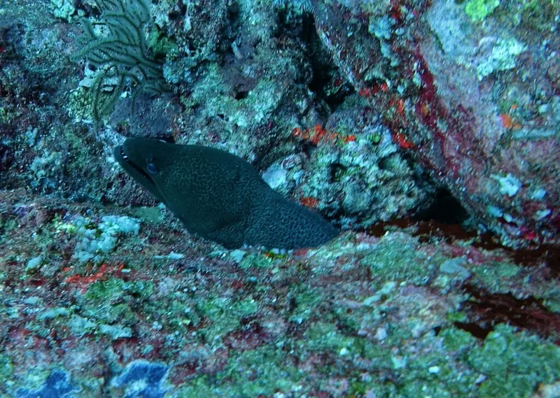 Giant Moray