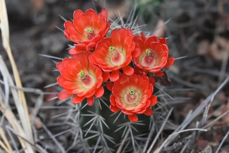scarlet hedgehog cactus