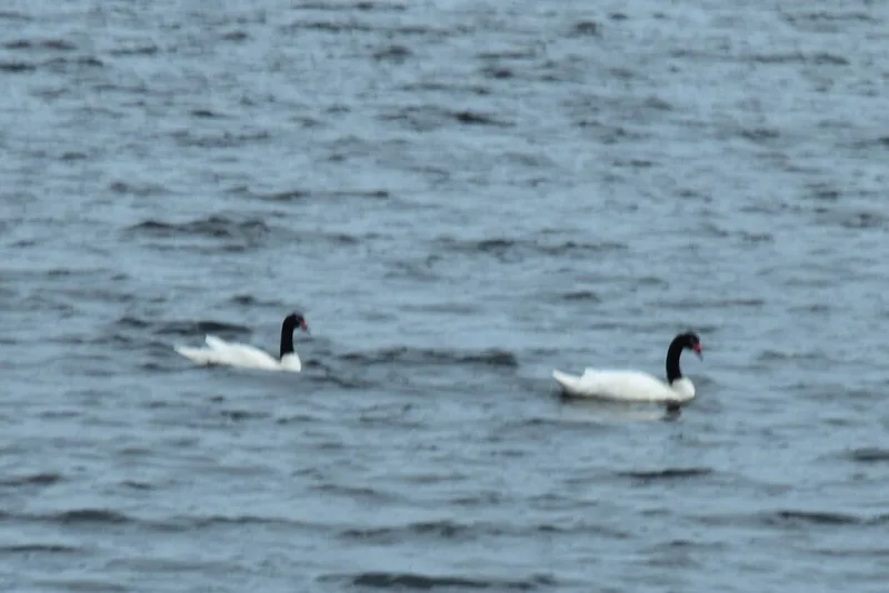 Black-necked Swan