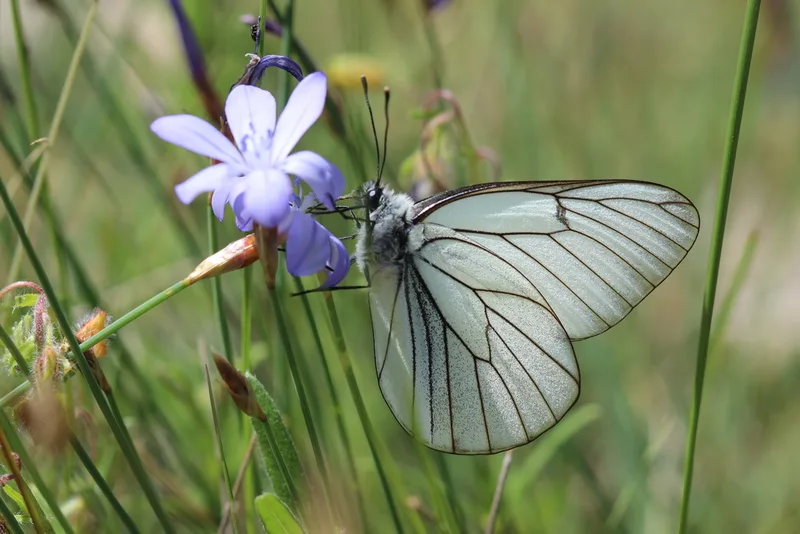 Black-veined White