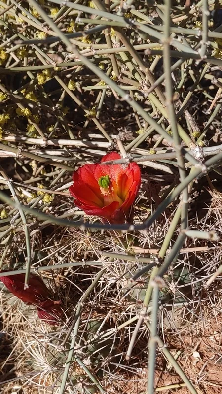 Kingcup Cactus