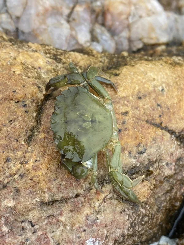 European Green Crab
